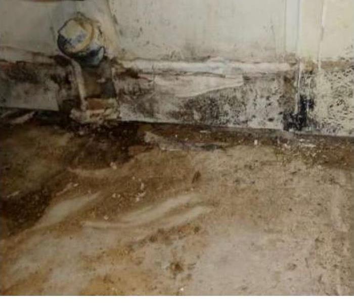 Mold along a wall and cement floor